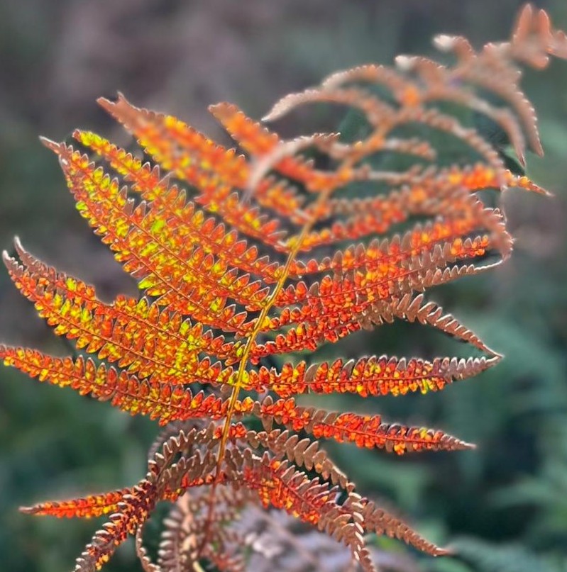 ¿Qué es el coaching regenerativo? helecho cuadrada