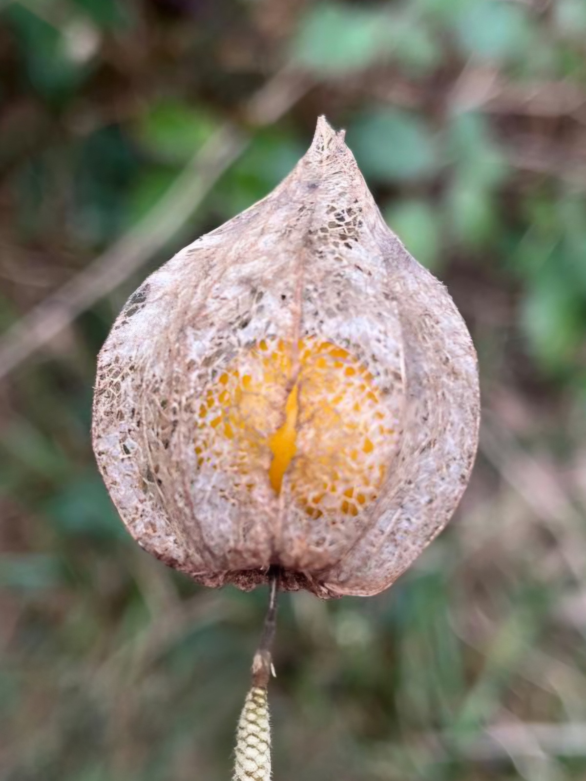 Coaching Regenerativo lichi 2