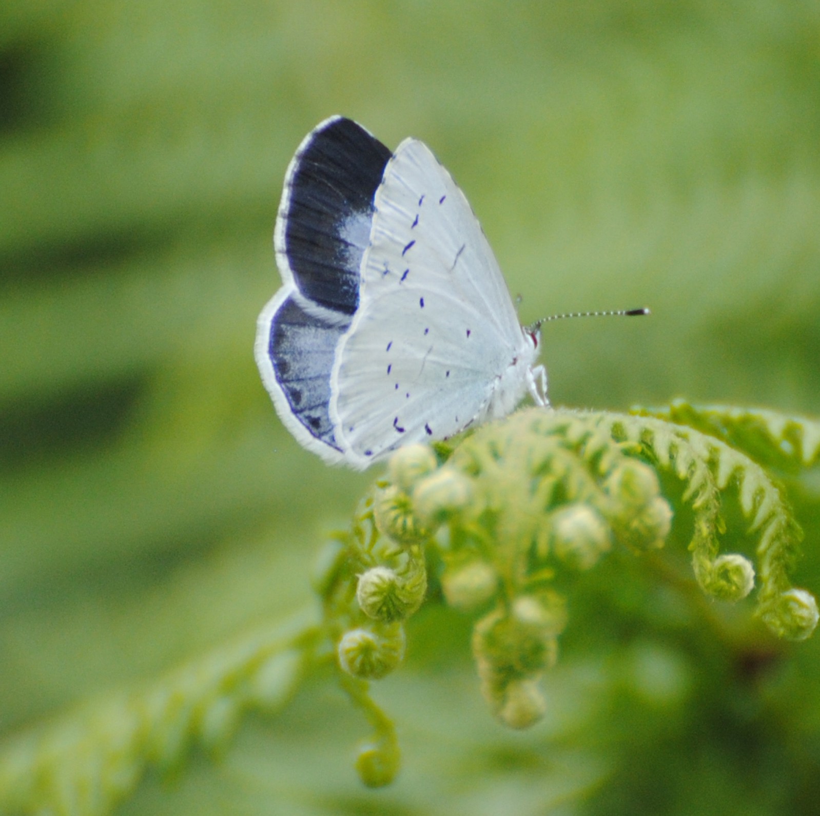 ¿Qué es el coaching regenerativo? mariposa cuadrada