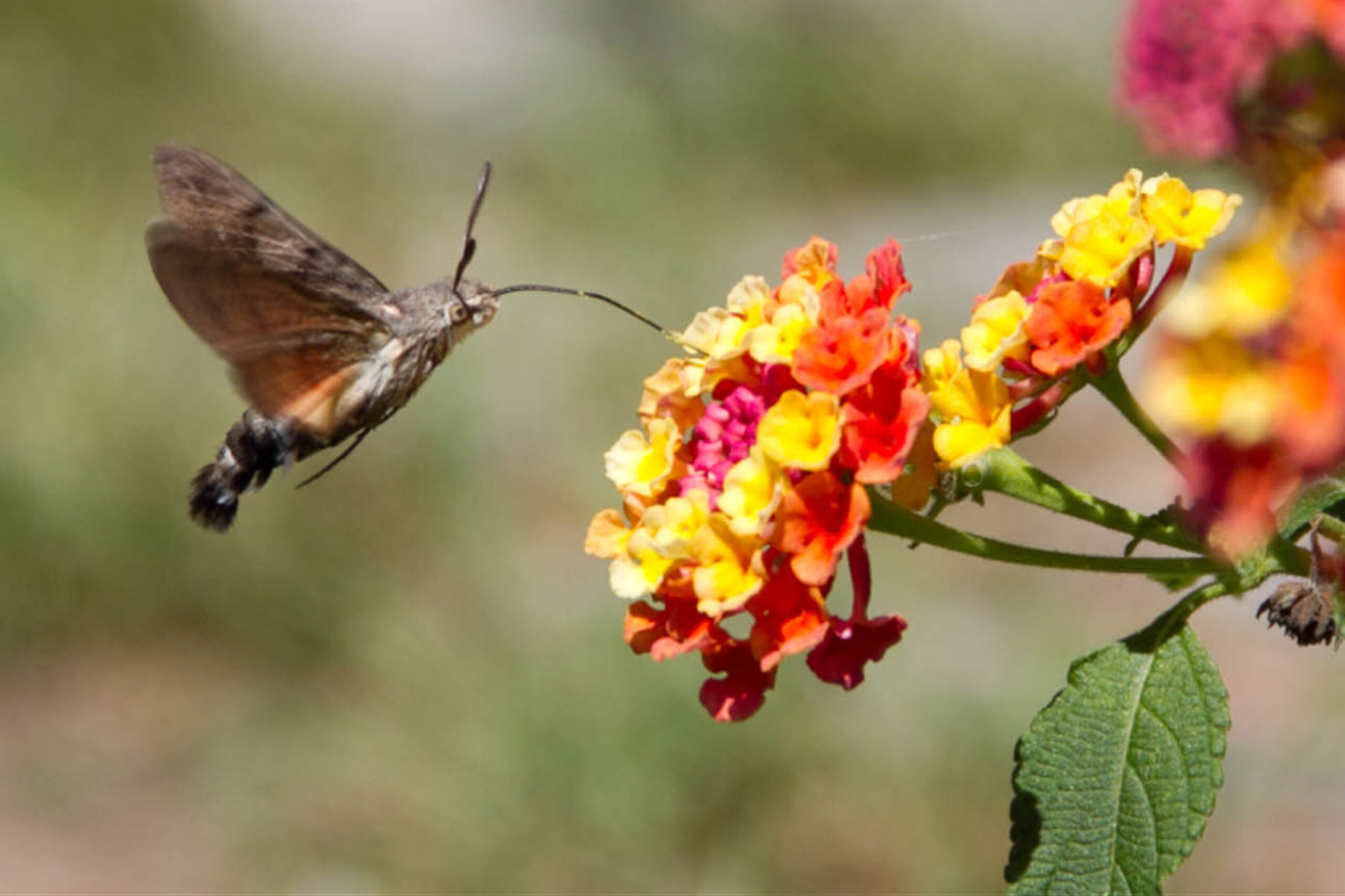 esfinge colibri marta 01