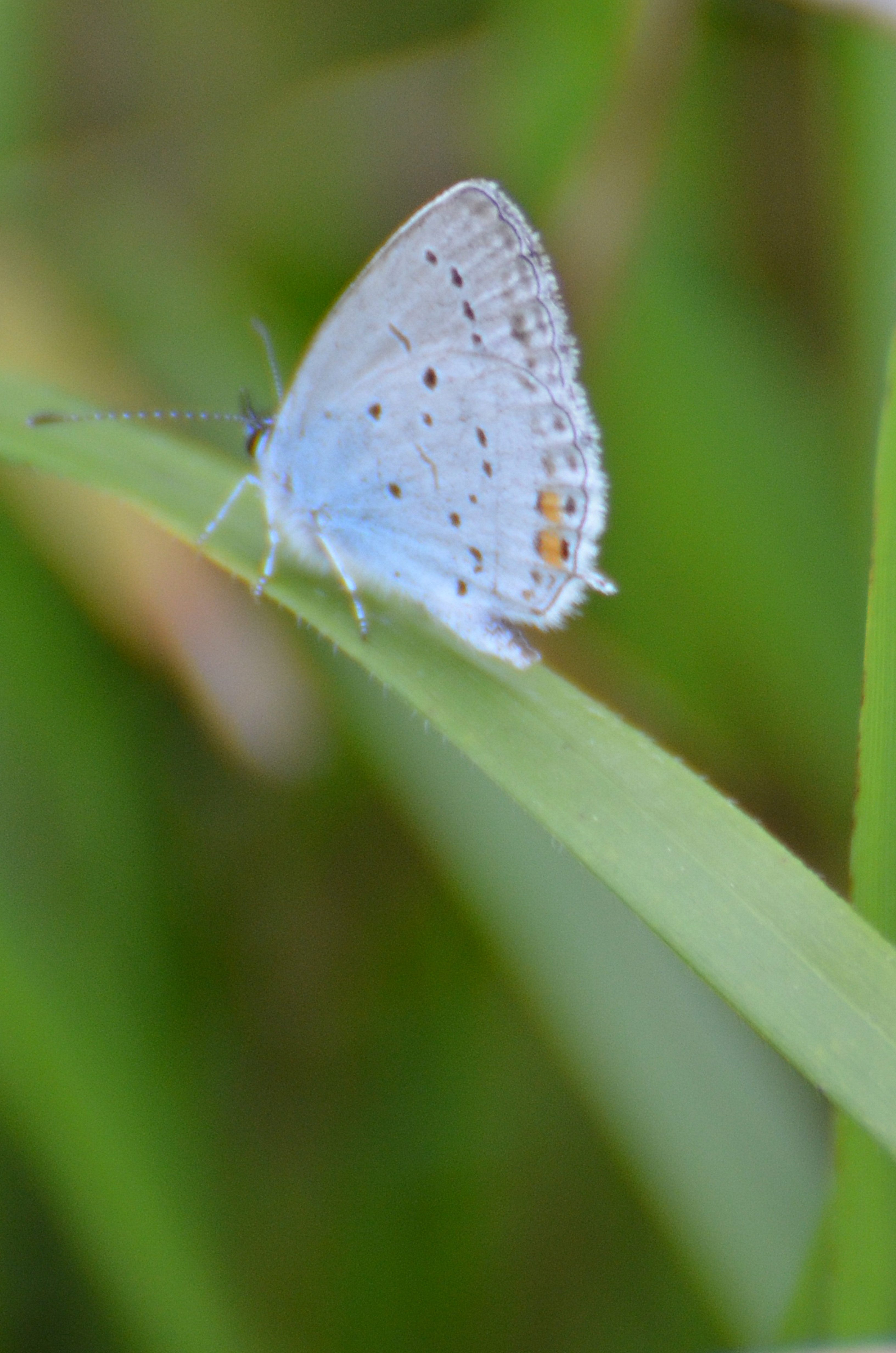 naranjitasrabicortallosacupidoargiades02